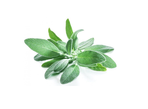 Picture of Sage - 30g