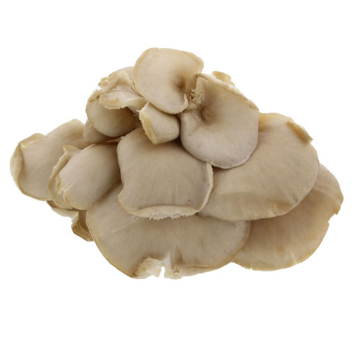 Picture of Oyster Mushroom Punnet