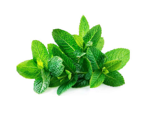 Picture of Fresh Mint - 30g